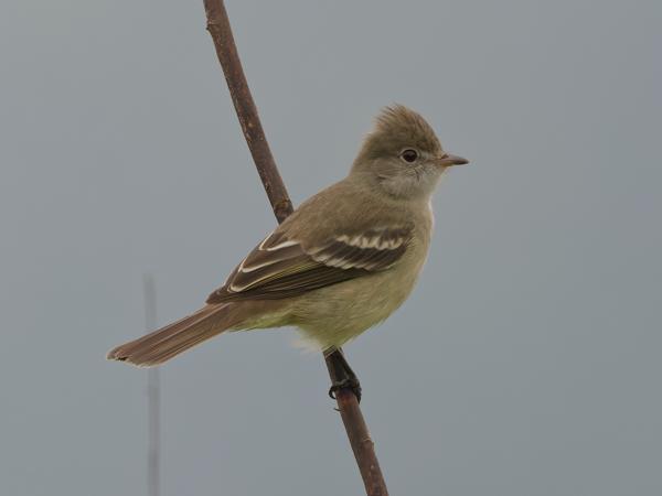 Geelbuikelenia (Elaenia flavogaster)